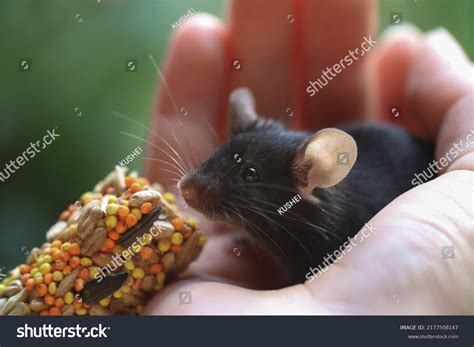 53,596 Mouse Food Images, Stock Photos & Vectors | Shutterstock