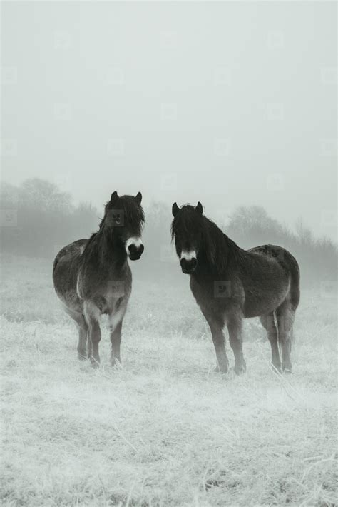 Exmoor wildlife stock photo (202334) - YouWorkForThem