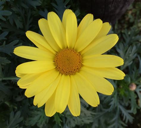 Argyranthemum Beauty Yellow 150mm Pot - Dawsons Garden World