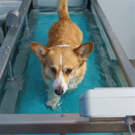 Underwater Treadmills for Dogs: Are They as Great as Everyone Says? — CANINE HEALTH & REHABILITATION