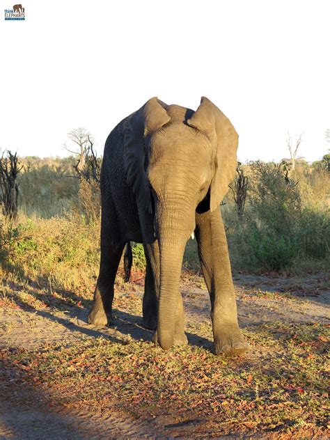 The long bones in an elephant's legs are filled with 'spongy bone' where other species might ...