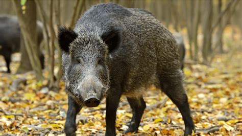 USDA INVESTS $11.65 MILLION TO CONTROL DESTRUCTIVE FERAL SWINE | KMMO ...