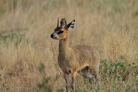 Samburu Animals – Samburu National Reserve