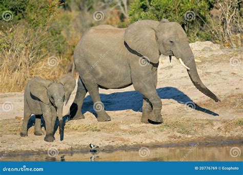 African Elephants at Waterhole Stock Image - Image of waterhole, powerful: 20776769