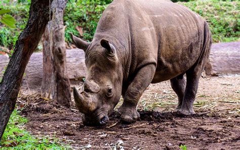 Brève | Iman, la dernière rhinocéros de Sumatra en Malaisie, est morte