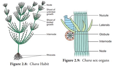 Chara - Algae