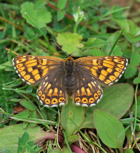 UK Butterflies - Duke of Burgundy - Hamearis lucina