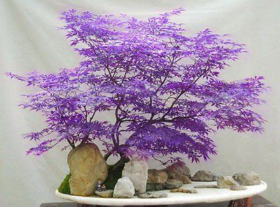 Purple Japanese Maple Bonsai Seeds - FREE SHIPPING – Mercazone | Bonsai ...