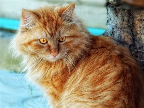 Close-up photo of long-fur orange cat HD wallpaper | Wallpaper Flare