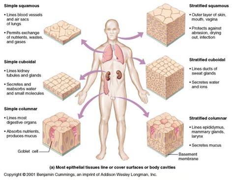 Tissues | Tissue types, Human anatomy, Human anatomy and physiology