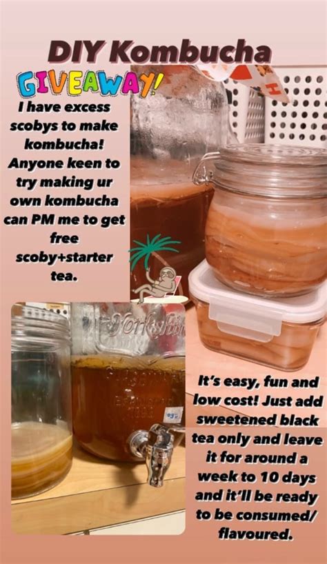 Kombucha Scoby & Starter tea 🌱🍵🇸🇬 - OLIO