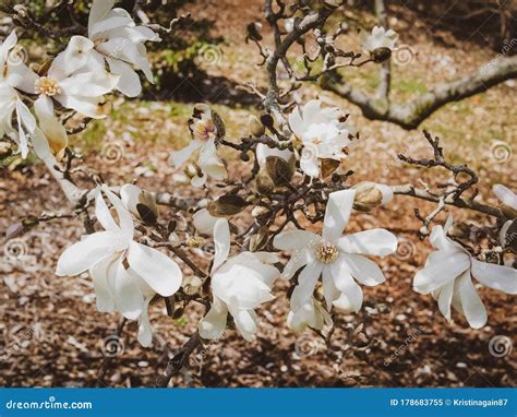 White Flowers Of Blooming Magnolia Tree Stock Image - Image of spring ...