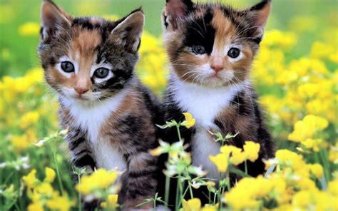 Cute Cats and Kittens Wallpapers - Top Free Cute Cats and Kittens Backgrounds - WallpaperAccess