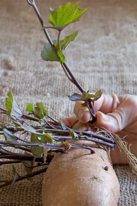 A DIY Guide to Growing Sweet Potatoes. | Growing sweet potatoes, Sweet ...