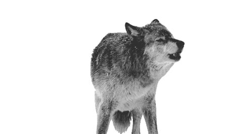 Wolf transparent winter GIF - Find on GIFER