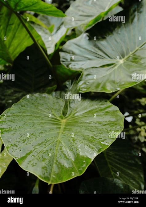 Giant taro leaves in botanic garden Stock Photo - Alamy