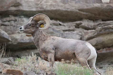 Saving great landscapes of the American West - The Durango Herald