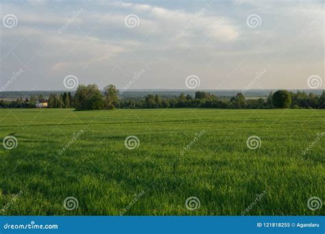 Oat Field at Sunset of the Spring Sun Stock Image - Image of country ...