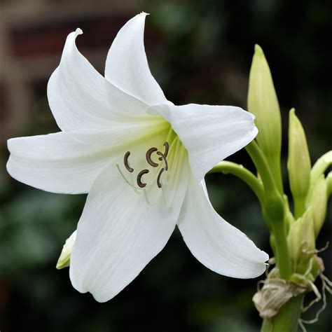 Lovely White Crinum Powellii Bulbs For Sale Online | Album – Easy To ...