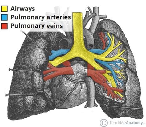 The Lungs - Position - Structure - TeachMeAnatomy