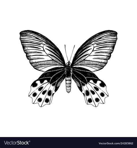 Hand drawn butterfly Royalty Free Vector Image