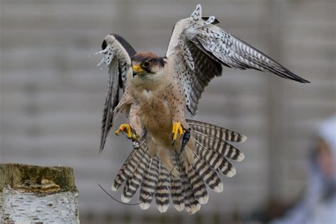 bird, Falcon, Wings, Tail Wallpapers HD / Desktop and Mobile Backgrounds