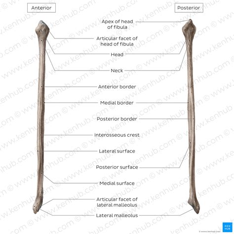 Fibula: Anatomy, bone landmarks and clinical aspects | Kenhub