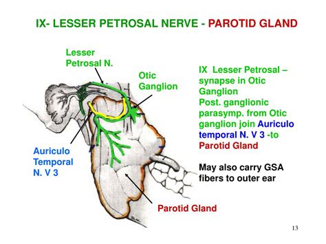 PPT - OUTLINE I. GLOSSO-PHARYNGEAL NERVE II. HITCHHIKING FIBERS PowerPoint Presentation - ID:6685768