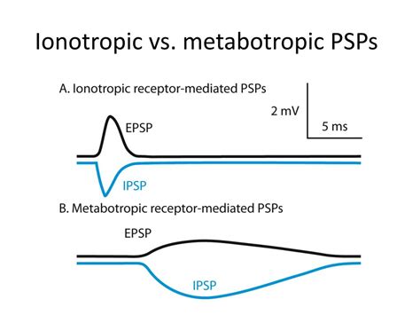 PPT - Ionotropic vs. metabotropic PSPs PowerPoint Presentation, free ...