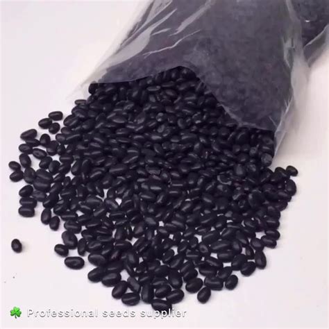 2020 Hot Sale Organic Microgreen Seeds Black Bean Seeds For Germination - Buy Micro Green Seeds ...