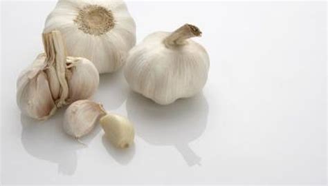 Growing Garlic Indoors: A Step-by-Step Guide