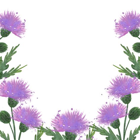 Watercolor Thistle PNG Transparent, Thistle Flower Watercolor ...