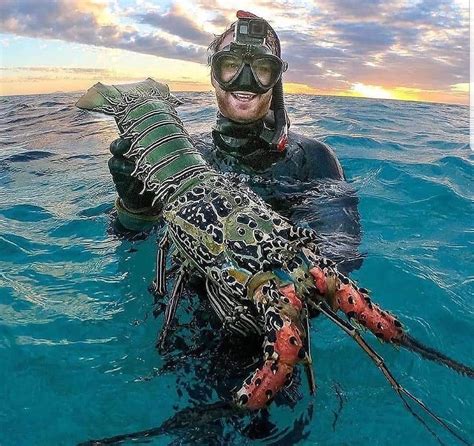 This scuba diver finds a massive crayfish from the clear lagoon waters off the Great barier reef ...