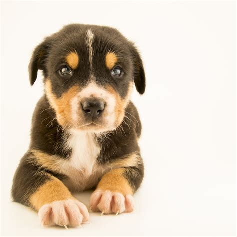 Toy Dog Rescue South Florida | Wow Blog