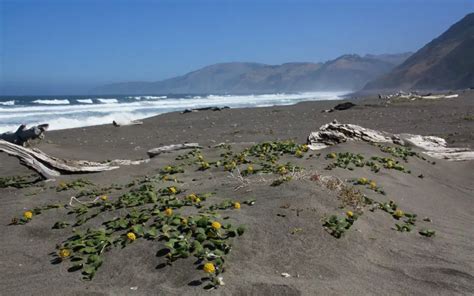 Mattole River Beach in Petrolia, CA - California Beaches