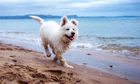 Dog Rules for Parks and Beaches in San Diego | Mission Beach Pacific Ocean Boardwalk Bay San ...