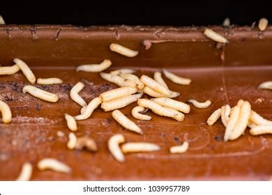 Maggots On Brown Trash Can Stock Photo 1039957789 | Shutterstock