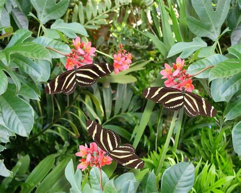 Creating a Floridian Butterfly Garden - Irrigation & Landscaping | R and R