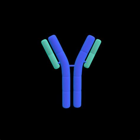 3d Antibodies Medical Model