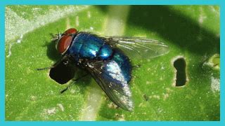 Blue Bottle Fly Description & Facts - Las Vegas Pest Control Database