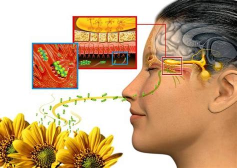 what is Olfaction - Notes Read