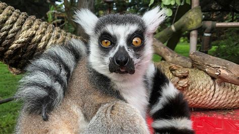 Man accused of stealing San Francisco Zoo lemur faces federal charges