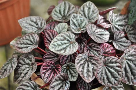 Peperomia caperata (Emerald Ripple Peperomia, Emerald Ripple Pepper ...