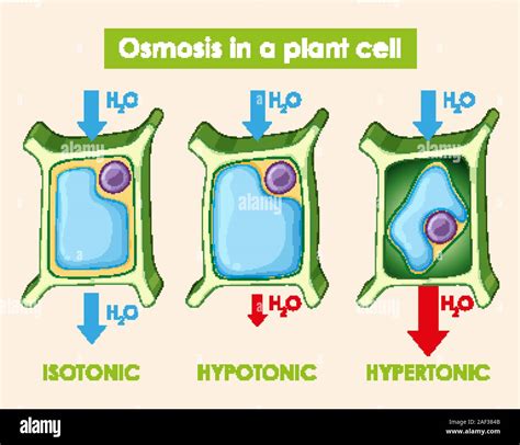 Hypertonic High Resolution Stock Photography and Images - Alamy