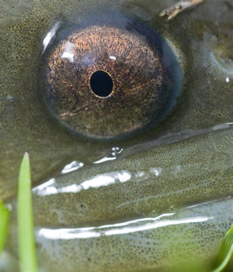 European eel conservation | ZSL