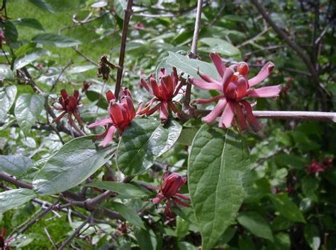 Calycanthus floridus | Kiefer Nursery: Trees, Shrubs, Perennials