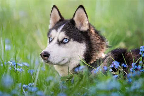 Blue Eyed Dogs: 36 Enchanting Dog Breeds With Cerulean Eyes