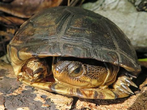 Yellowbelly Mud Turtle (Turtles and Tortoises of Madagascar) · iNaturalist