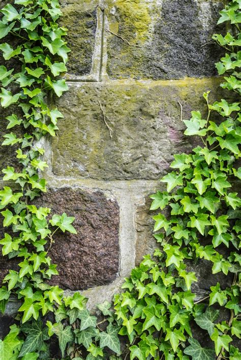 The Perfect Rock Wall Landscaping Plants ~ Bless My Weeds