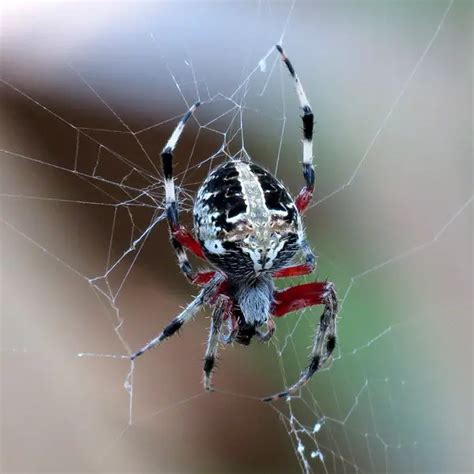 Neoscona domiciliorum - Red-femured Spotted Orbweaver - USA Spiders